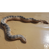 زیرخانواده مارهای دریایی Sea snakes